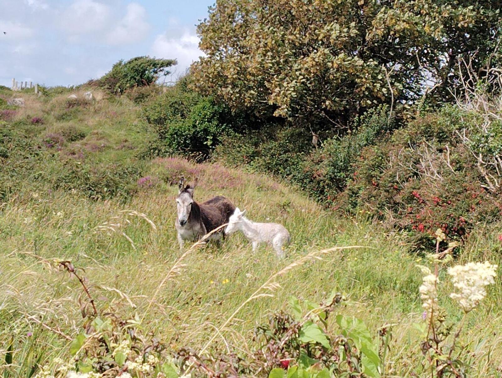 Ballyconneely House Galway Luaran gambar